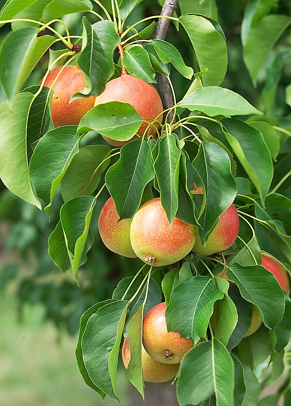 University of Minnesota fruit breeder David Bedford is announcing a new pear release for colder-climate growers: a juicy, crunchy Asian pear hardy in USDA Plant Hardiness Zone 4. Proper picking time is when the fruit is ripe and the background color is transitioning from green to yellow. (Courtesy: University of Minnesota)