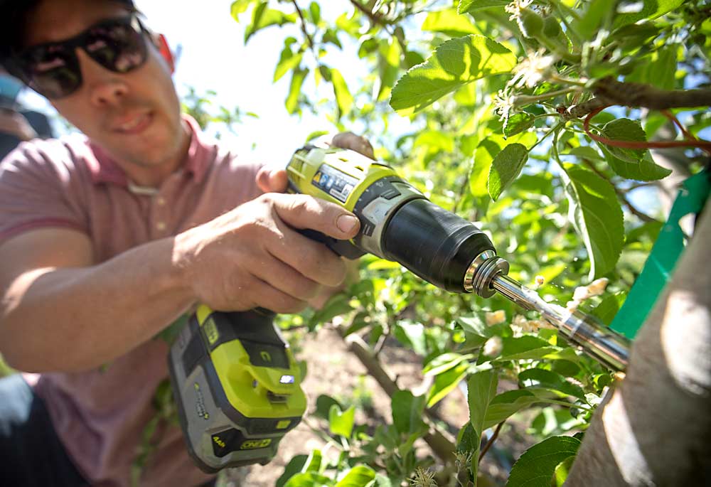 Lee Kalcsits, Washington State University endowed chair for tree fruit environmental physiology and management, installs a microtensiometer in a Honeycrisp tree in Grandview in 2021, as part of a project to understand how plant-based sensors can help growers fine-tune irrigation practices to manage stress. (TJ Mullinax/Good Fruit Grower)