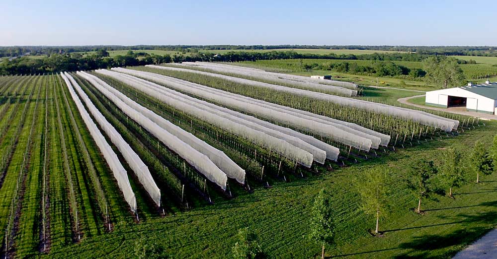 An unusual sight for Kansas — high-density apples on trellises and posts, partially covered with hail netting — but one that works for South Baldwin Farms. The farm currently has 15 acres of apples and is planting an additional 35 acres. (Courtesy Katelyn Spurgeon)