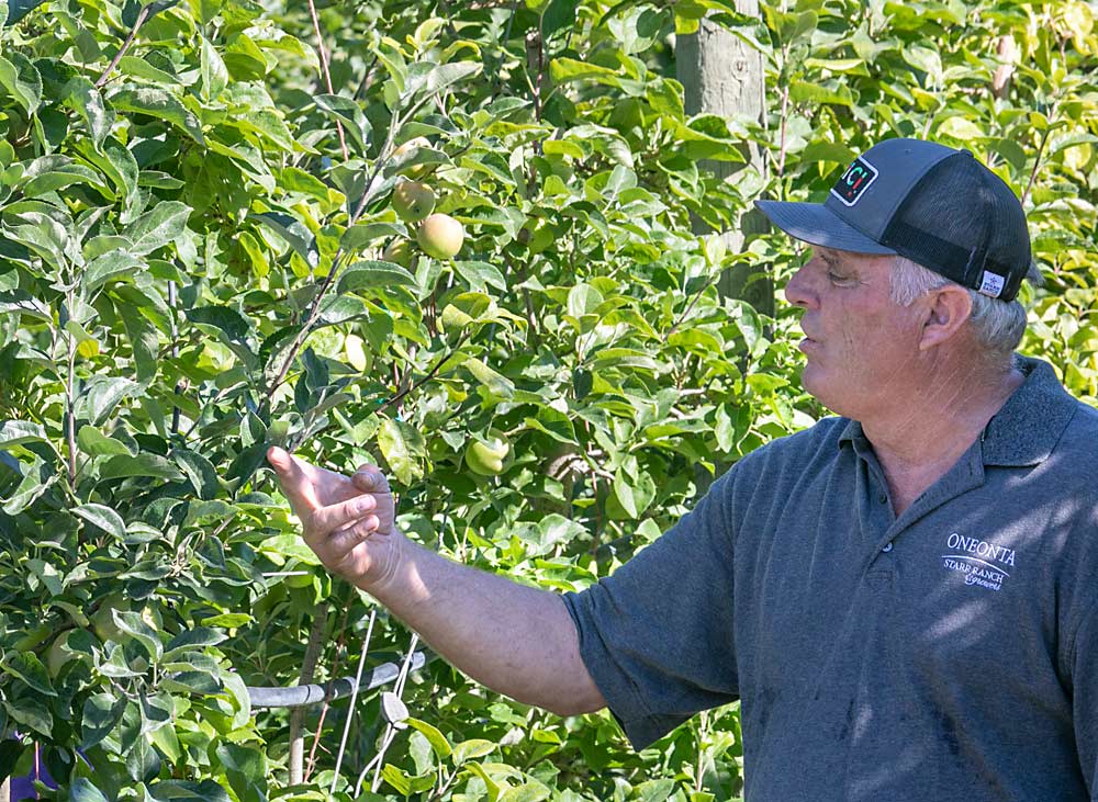 Kent Karstetter discusses how he prunes this 10-year-old Honeycrisp planting. Leaving longer shoots and carrying more apples has helped to reduce fruit size and bitter pit incidence, he said. (TJ Mullinax/Good Fruit Grower)