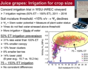Irrigating juice grapes up to 75 percent of evapotranspiration before veraison will lead to larger berries and bigger yields, said Washington State University viticulturist Markus Keller. However, beyond that 75 percent threshold, more water does nothing for the vines, he determined through five years of trials. “You’re essentially just wasting it,” he said. (Courtesy Markus Keller/Washington State University)