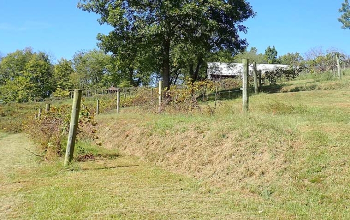 Beall and Carpenter discovered, cleared and replanted Dufour’s original terraces on the slope overlooking the Kentucky River. (By Leslie Mertz)