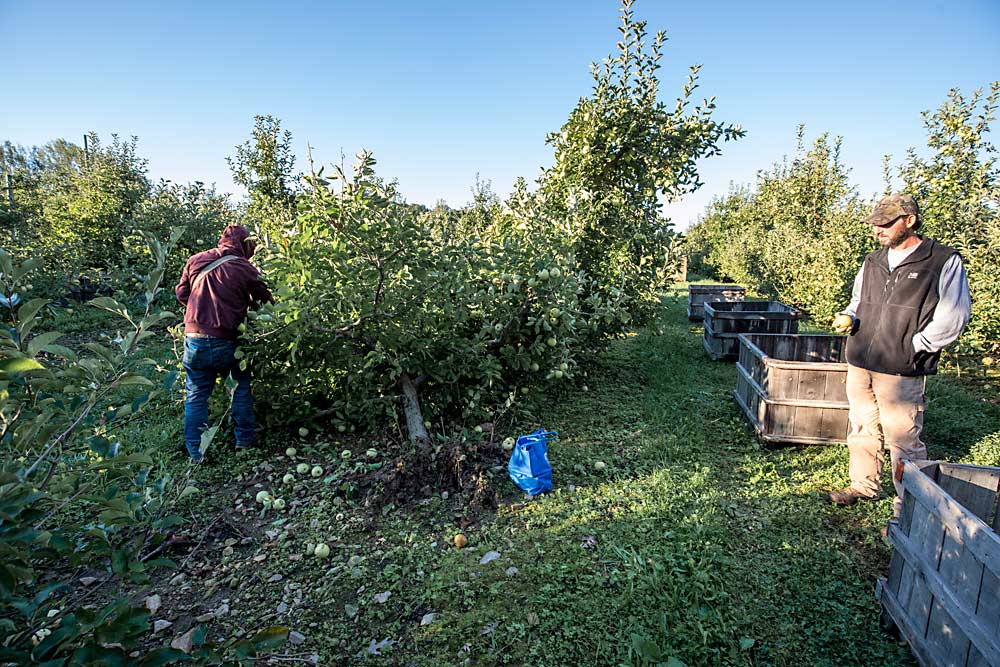 Grower Ben Keim, right, ruminates over a downed Golden Delicious tree while one of his employees salvages the apples that didn’t touch the ground. Intense storms in September felled hundreds of the orchard’s older, freestanding trees. (TJ Mullinax/Good Fruit Grower)
