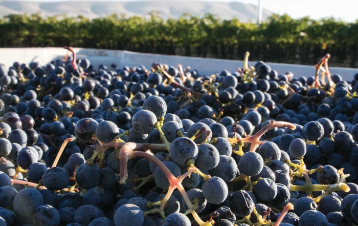 Cabernet Sauvignon grapes are harvested at Klipsun Vineyards in the Red Mountain AVA near Benton City, Washington on October 10, 2014. (TJ Mullinax/Good Fruit Grower)