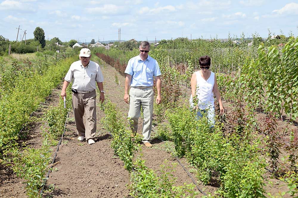 Longtime rootstock breeder Gennadii Eremin, at left, walks through a trial block with his son, Victor Eremin, and Victor’s wife, Oxana Eremin, both stone fruit breeders as well, at the Krymsk Experimental Breeding Station in the Krasnodar Region of Russia in 2018. (Courtesy Adam Weil)