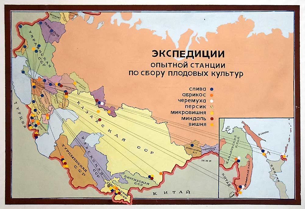 A map at the Krymsk Experimental Breeding Station in Russia shows the many regions where wild Prunus species have been collected for the rootstock breeding program’s genetic library. All the lines trace back to the station, located in Southern Russia. (Courtesy Adam Weil)