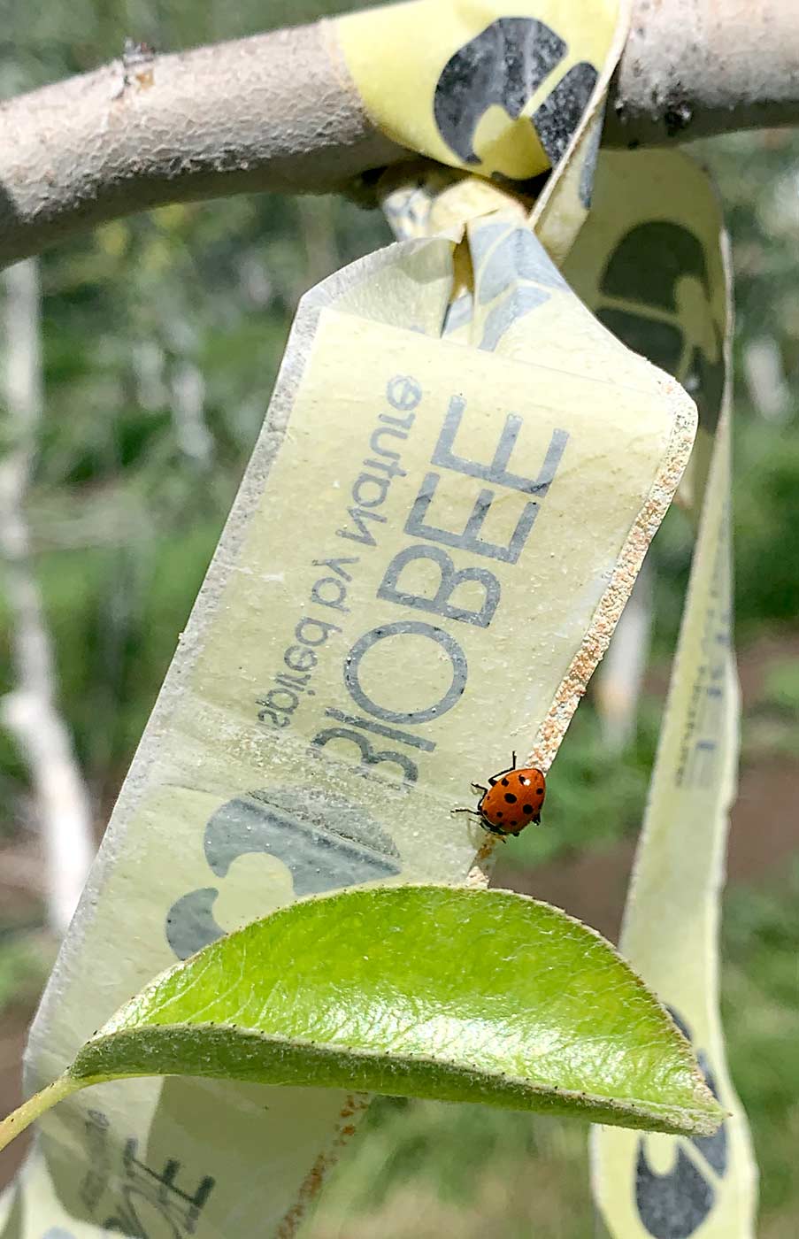 A lady beetle stops for a snack on a strip of tape coated with dormant brine shrimp eggs, which the BioBee insectary developed to encourage predator insects to stick around. So far, it’s unclear how much food supplements can boost the efficacy of releases in Washington orchards, Schmidt-Jeffris said. (Courtesy Rebecca Schmidt-Jeffris)