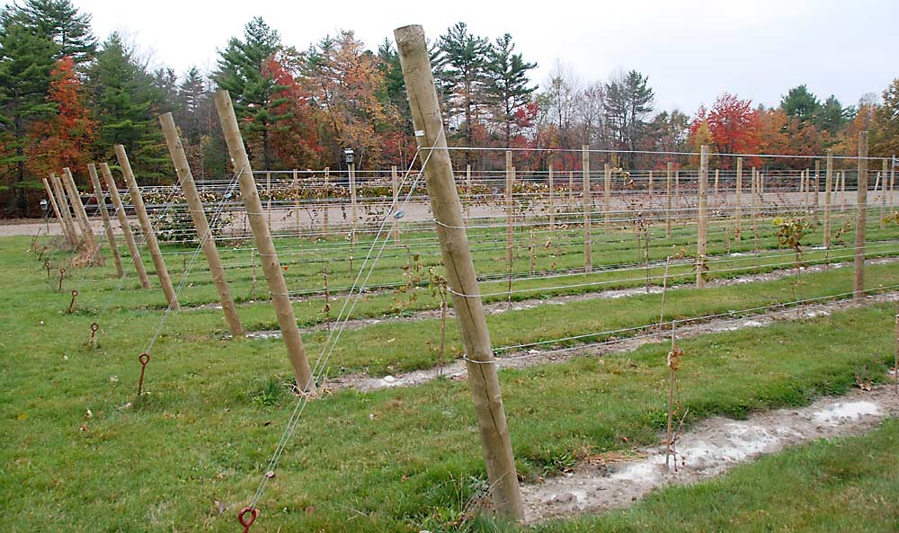 New Hampshire grower John Lastowka’s seedless table grape planting, pictured here just after establishment in 2010. In a normal year, Lastowka will pick 1.5–2 tons of grapes from his plot, which has grown to half an acre. Mars, Venus and Reliance are three of his most successful varieties. (Courtesy John Lastowka)