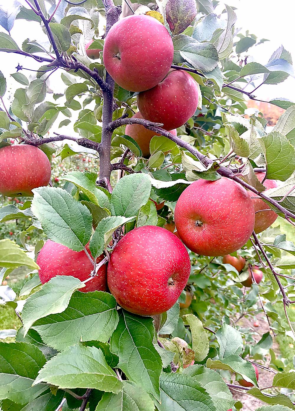 Kevin VerSnyder grows MAIA1, the apple marketed as EverCrisp, in his Northwest Michigan orchard. He decided to risk planting the late-ripening apple so far north because he was impressed with its quality. His harvest luck has been good, so far. (Courtesy Kevin VerSnyder)