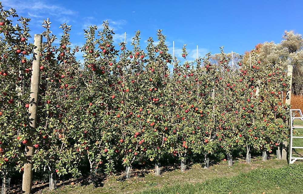 Some of VerSnyder’s MAIA1 trees are just a couple of days from harvest at the end of October 2020. The variety ripens in early November in Northwest Michigan, risking freeze damage before it’s fully ripe. After thinning hard in 2020, he ended up with a high-quality crop. (Courtesy Kevin VerSnyder)