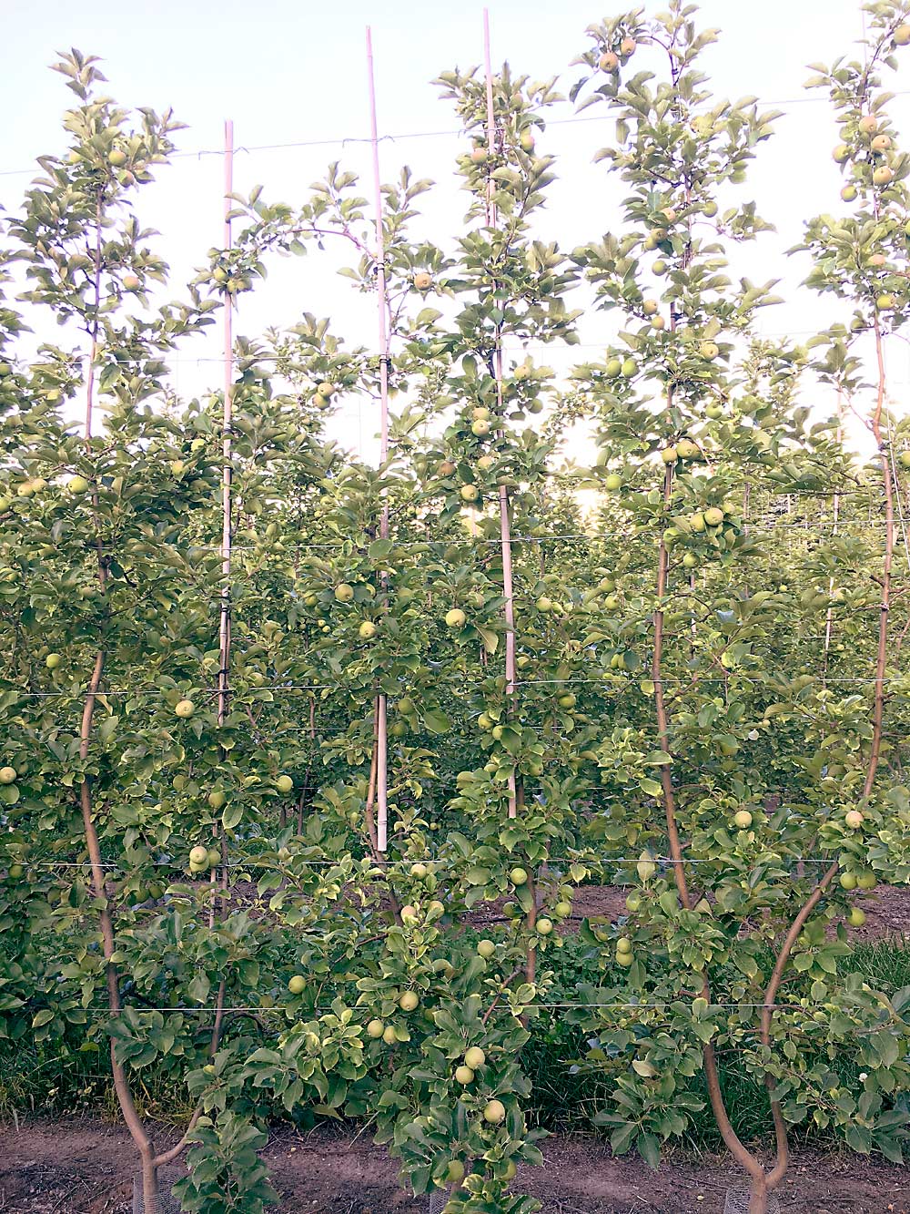 Kevin VerSnyder planted his first MAIA1 trees on G.41 rootstocks in 2016, at a 30-inch by 11-foot spacing. He decided to try a double-leader system, with a leader every 15 inches. Here are some of his trees in July 2020. (Courtesy Kevin VerSnyder)