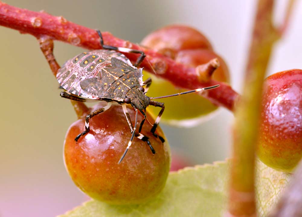 A brown marmorated stink bug nymph, Halyomorpha halys, crawls on a chokecherry. Three years of research by Washington State University entomologist Betsy Beers indicates the invasive species does not thrive as well on Eastern Washington shrub steppe flora, such as chokecherry, as it does in Eastern U.S. habitats. (Courtesy Betsy Beers/Washington State University)