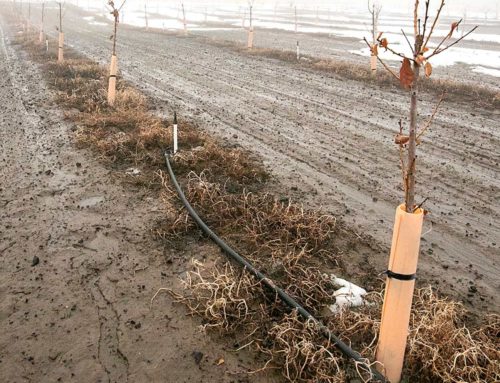 Nurseries now testing the tree supply for X disease
