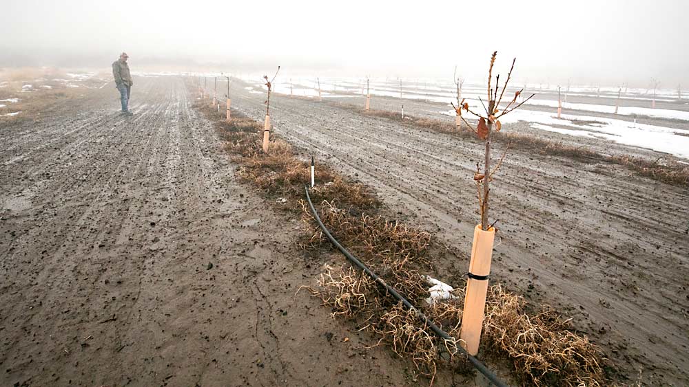 미국 농무부 농업연구국 로드니 쿠퍼(Rodney Cooper)는 X병 연구에 전념하는 USDA 연구 농장에서 새로 심은 벚나무를 보여줍니다.  과학자들은 놀랍게도 워싱턴주 목시(Moxee) 부지에 있는 두 그루의 묘목이 도착하자마자 테스트했을 때 질병을 유발하는 병원체에 대해 양성 반응을 보였습니다.  (TJ Mullinax/좋은 과일 재배자)