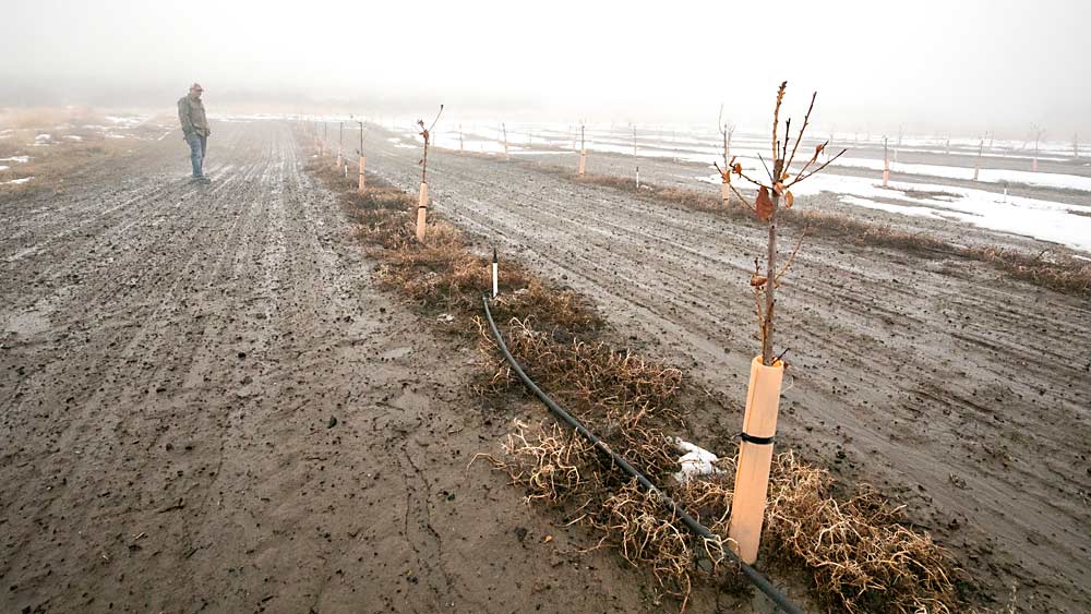 Rodney Cooper, U.S. Department of Agriculture, Agricultural Research Service, shows a new planting of cherry trees at USDA’s research farm dedicated to research on X disease. To scientists’ surprise, two of the new nursery trees at the Moxee, Washington, site were positive for the pathogen that causes the disease when tested upon arrival. (TJ Mullinax/Good Fruit Grower)