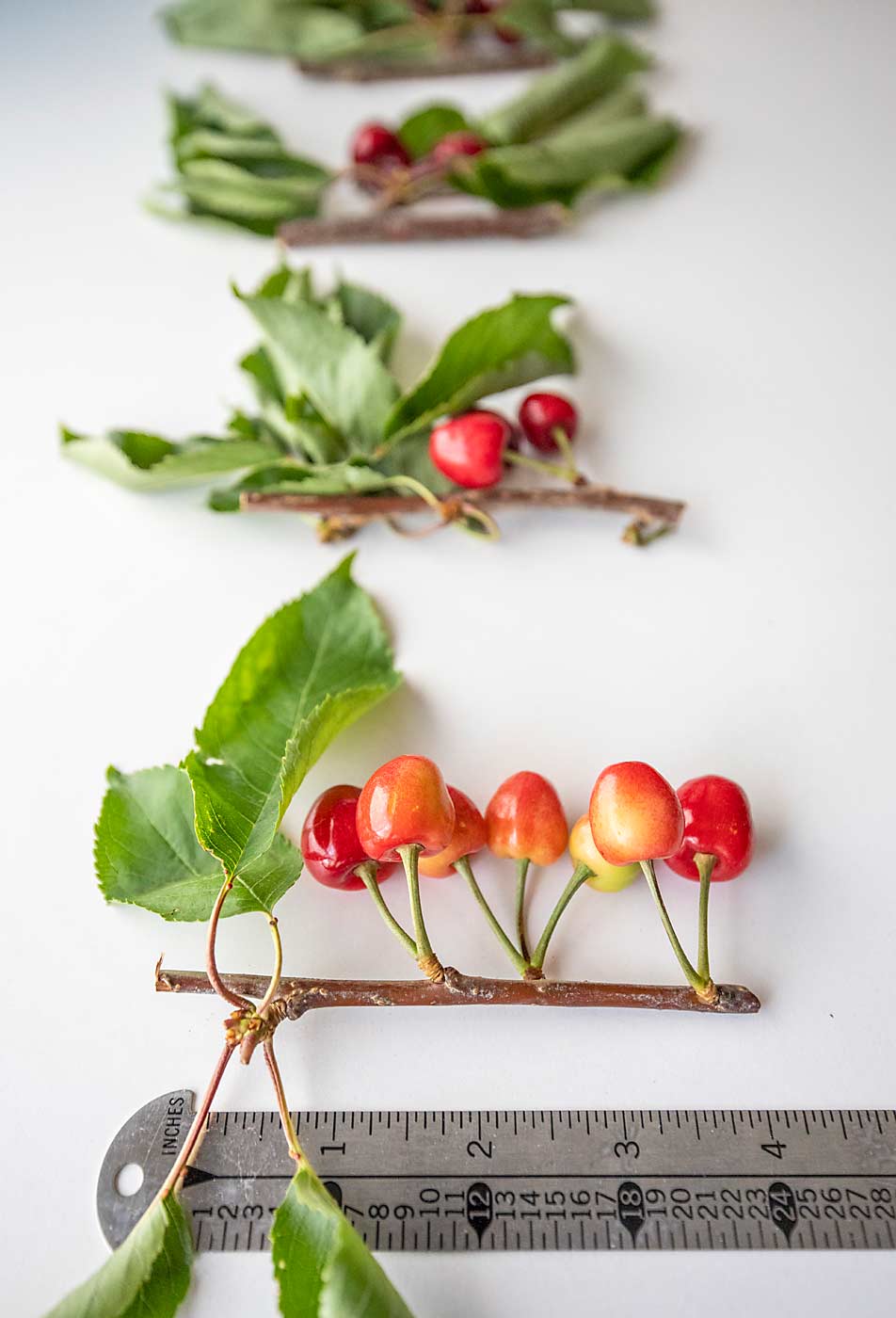 Scouting for X disease or little cherry disease symptoms is most effective just before harvest, according to Tianna DuPont with Washington State University Extension. To collect samples from symptomatic trees for testing, take five small cuttings that include wood, fruit stems and leaves to send in for laboratory testing. (TJ Mullinax/Good Fruit Grower)