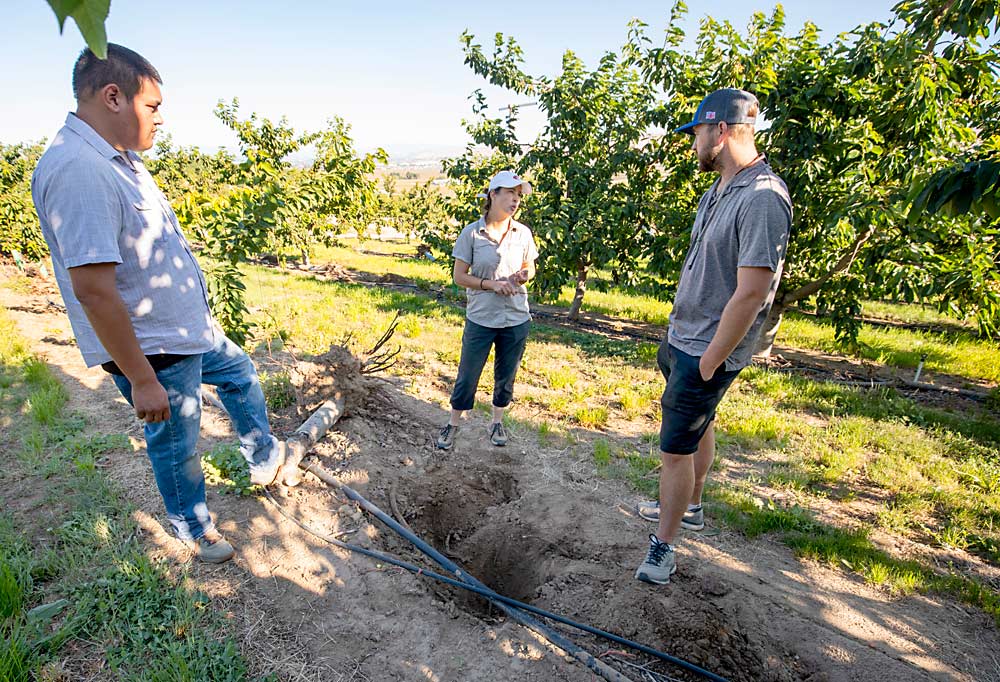 Grower Craig Harris, at right, talks with Bernardita Sallato, center, and Juan Munguia about the study design to monitor the success of his replanting strategy. (TJ Mullinax/Good Fruit Grower)