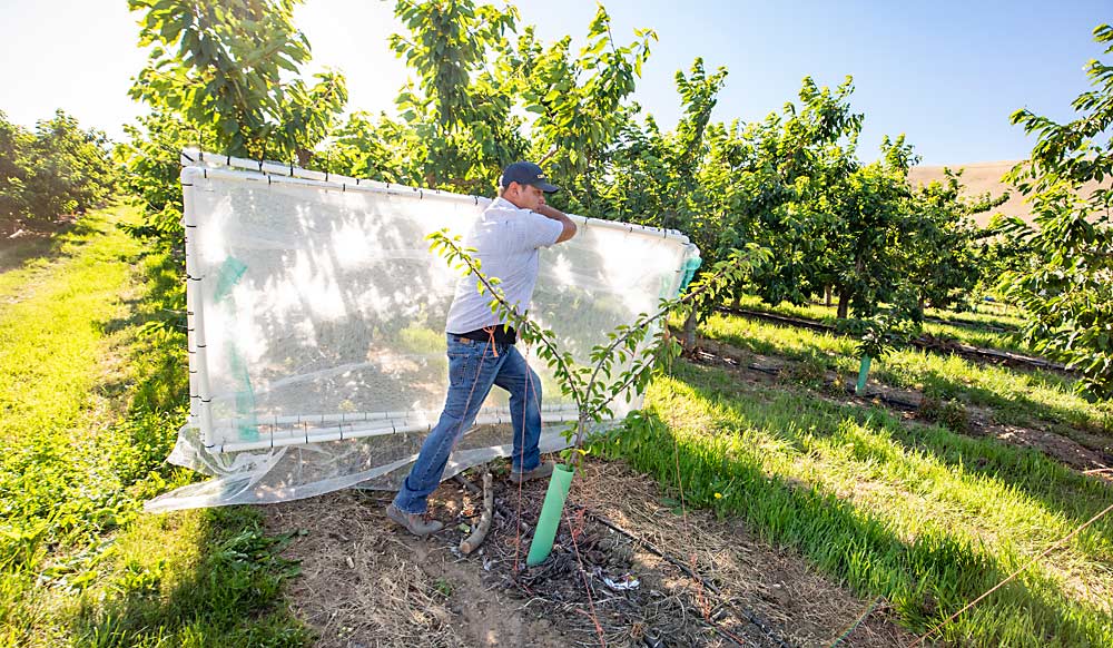 Leafhoppers that transmit X disease pose the largest risk for replanted trees, so to understand the root-grafting risks alone, WSU research assistant Juan Munguia installs net cages around young replants that will be tested for X disease over the coming years. (TJ Mullinax/Good Fruit Grower)