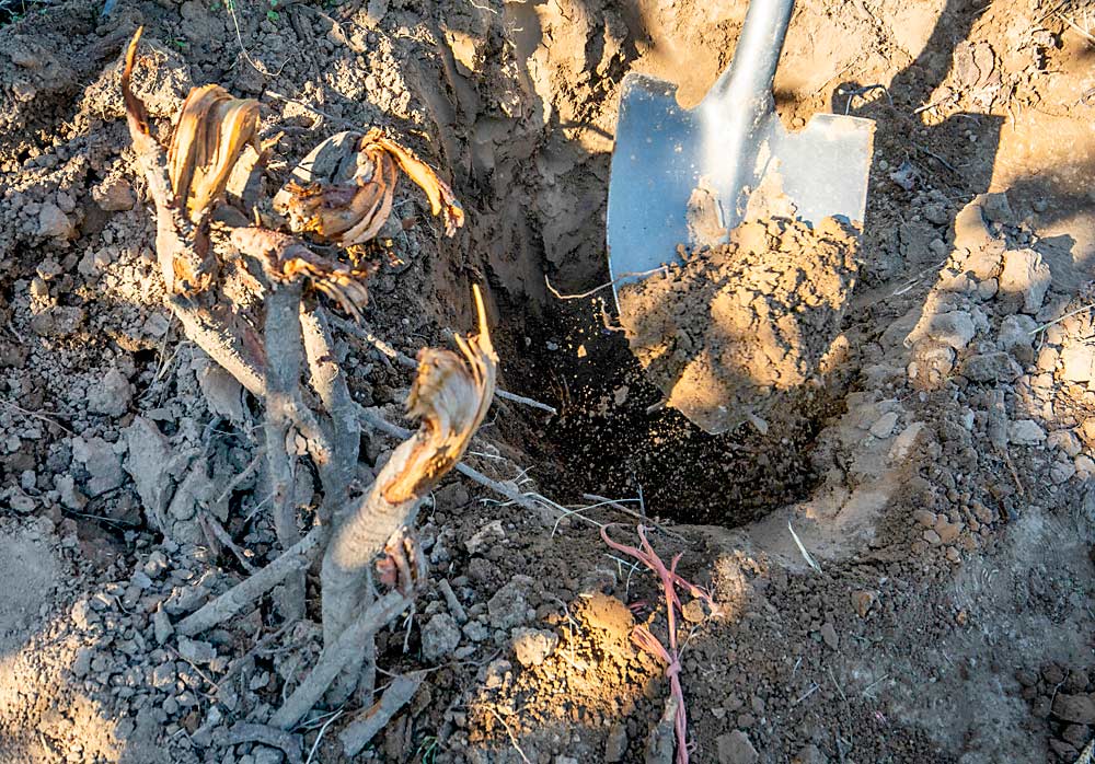 Both pathogens responsible for little cherry disease can transmit via root grafting, so Sallato recommends removing as many roots as possible before replanting. (TJ Mullinax/Good Fruit Grower)