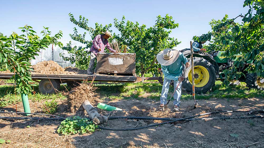 At a Moxee, Washington, orchard in June, crews replant individual trees with fresh soil to replace those removed due to X disease. A new research project in Oregon and Washington aims to better understand the replant strategies necessary to reduce the risk for new trees. (TJ Mullinax/Good Fruit Grower)