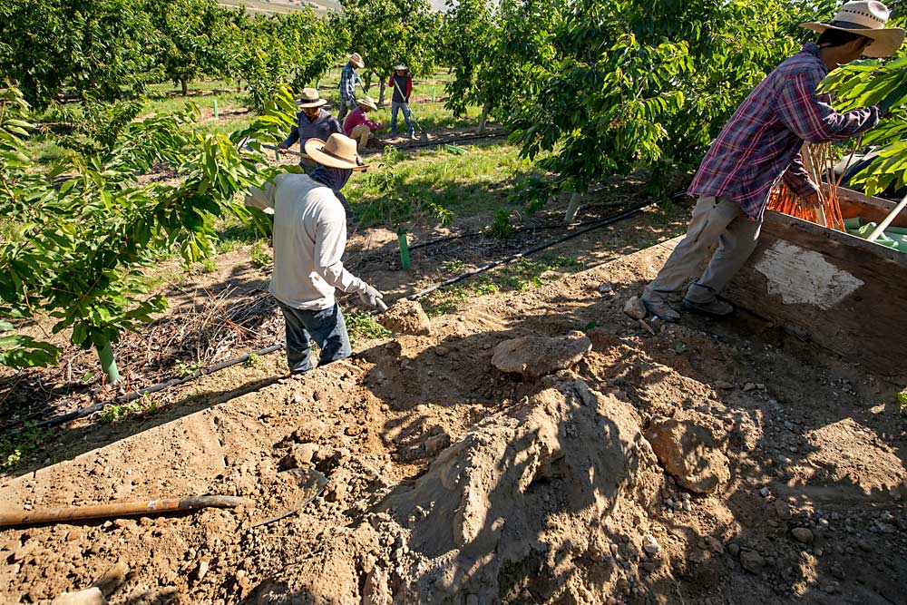 Fumigation isn’t possible with single-tree replacement, so grower Craig Harris opted to use fresh soil in the holes for each nursery tree. That should reduce the young transplants’ risk of soilborne pest pressure, but not X disease, said Washington State University extension specialist Bernardita Sallato. (TJ Mullinax/Good Fruit Grower)