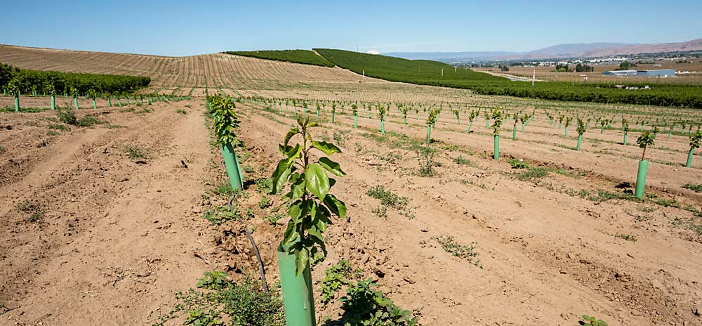 When an entire block is removed due to little cherry disease, such as this one in Moxee, Sallato recommends the replanting approach include fumigation and ensure aggressive vector control in neighboring blocks. (TJ Mullinax/Good Fruit Grower)