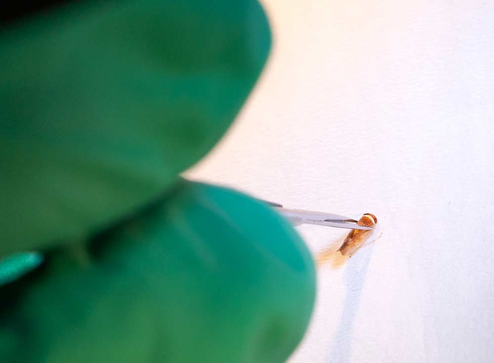 Postdoctoral scientist Adrian Marshall snips the head off a leafhopper for analysis at the U.S. Department of Agriculture’s Wapato, Washington, research facility as part of a project to understand how long it takes for the insect to go from feeding on an infected cherry tree to becoming an agent of disease itself. (TJ Mullinax/Good Fruit Grower)