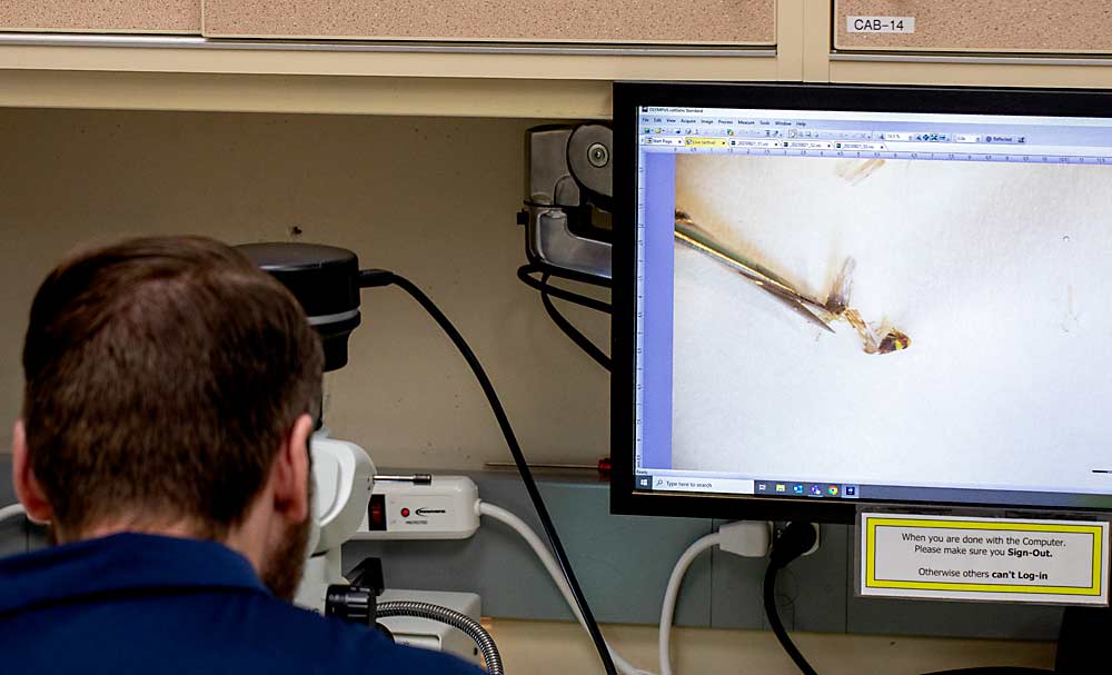 Using a microscope, Marshall separates leafhoppers’ heads from their bodies before DNA analysis that looks for the presence of the X disease pathogen in each. Presence in the body means the insect fed on an infected plant, while presence in the head means it was capable of infecting other plants. (TJ Mullinax/Good Fruit Grower)