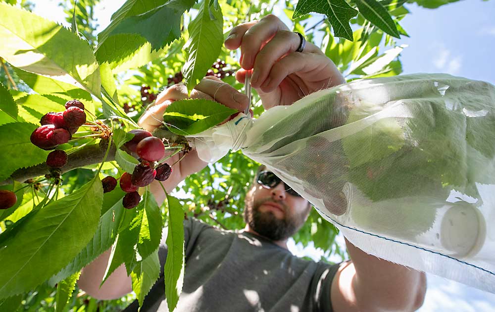 Marshall collects leafhoppers from a bagged branch on a severely infected cherry tree in the Yakima Valley in July 2023 for his transmission experiments. After several days of forced feeding on the infected tree, about half the leafhoppers later tested positive for X disease, he said. (TJ Mullinax/Good Fruit Grower)