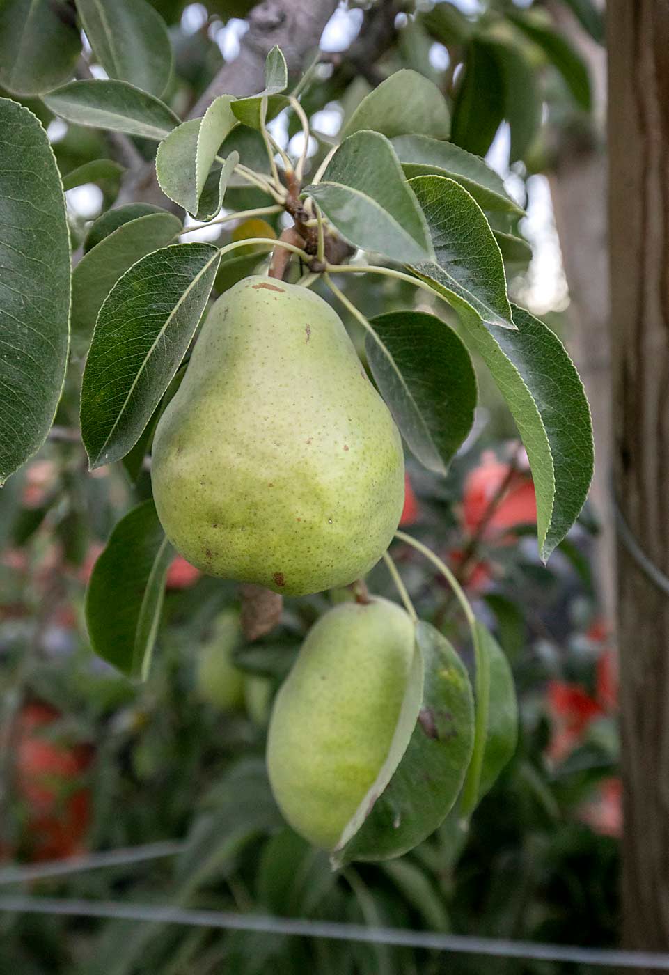 Paragon pears hang in one of the few commercial plantings in Medford, Oregon, in September. The juicy, soft Comice-Red Bartlett cross was chosen as one of the top seven overall likeable pears in a survey of pear consumers by Oregon State University. (TJ Mullinax/Good Fruit Grower)