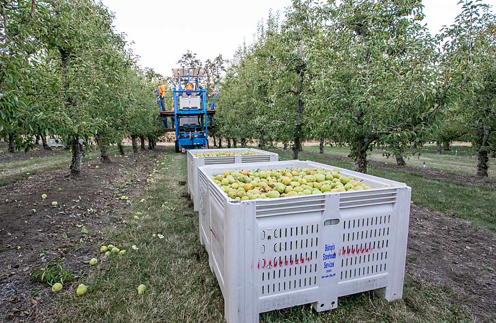 Putting volunteers on ladders can be challenging, so the church opted to invest in platforms, according to Mark Pedersen, the communications director for the Medford Stake of the Church of Jesus Christ of Latter-day Saints. (TJ Mullinax/Good Fruit Grower)