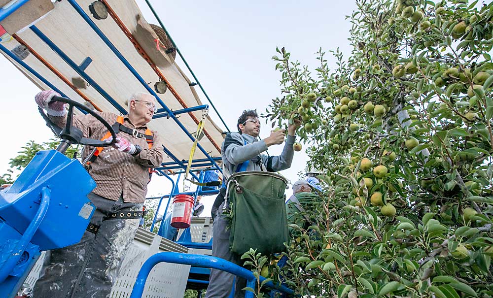 Volunteer Tom Hoak drives a Blueline platform staffed with six other volunteers picking Bartlett pears in September 2022 at the Medford Pear Orchard, a 58-acre farm owned by the Church of Jesus Christ of Latter-day Saints. (TJ Mullinax/Good Fruit Grower)