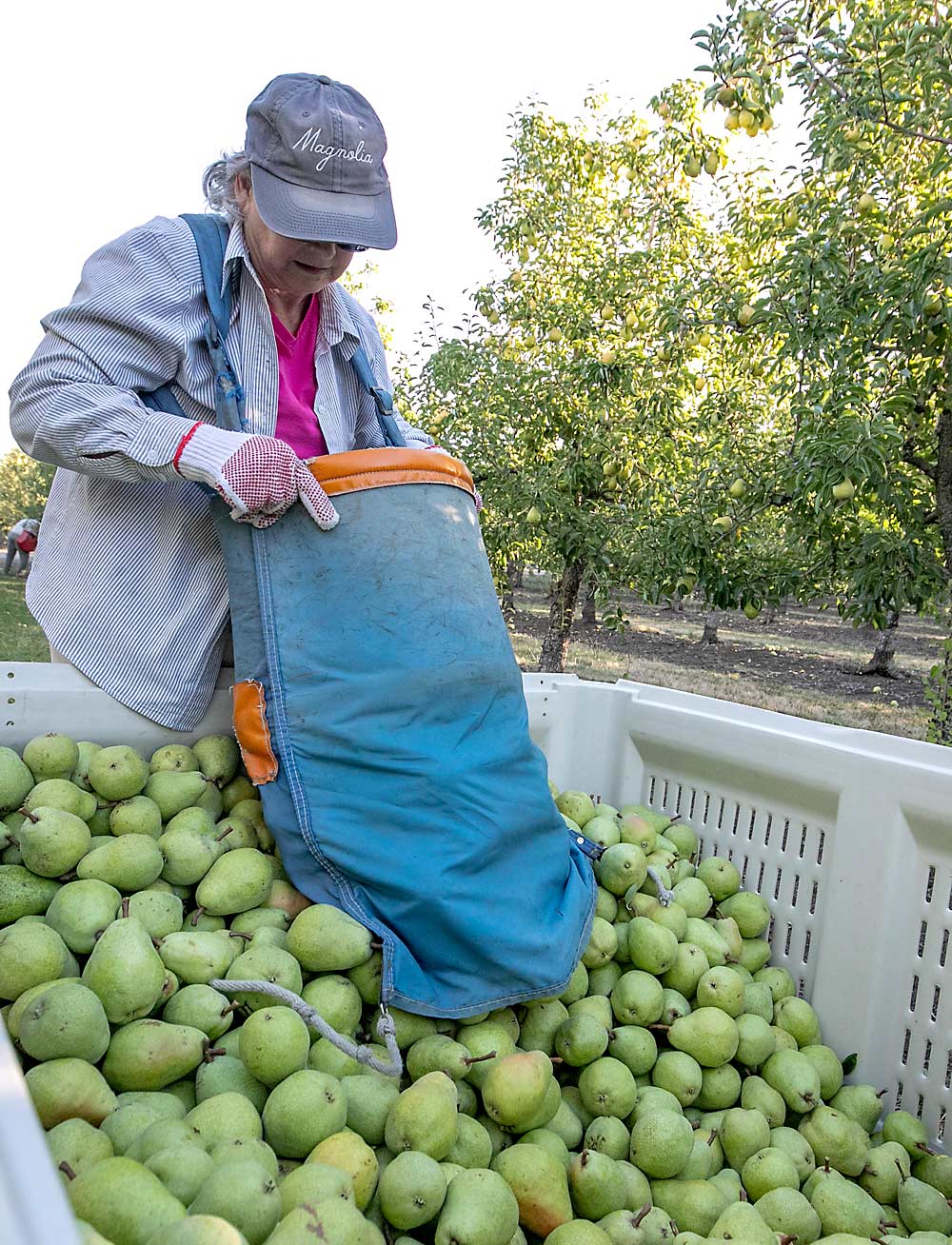 Mary Sue Stouder empties her bag of Bartletts into a container destined for the church cannery in Caldwell, Idaho.  The Medford farm produces about 2 million pounds of pears each year.  (TJ Mullinax/Good Fruit Grower)