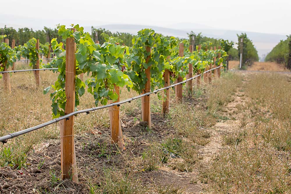 A new planting of Grenache on Riparia Gloire rootstock will be managed in a head-trained style at Les Collines Vineyard in Walla Walla. Manager Brad Sorensen, a relative newcomer to Washington from California, said he’s looking for opportunities to bring new approaches to the vineyard, beyond the standard Washington VSP approach seen in the neighboring block. (TJ Mullinax/Good Fruit Grower)