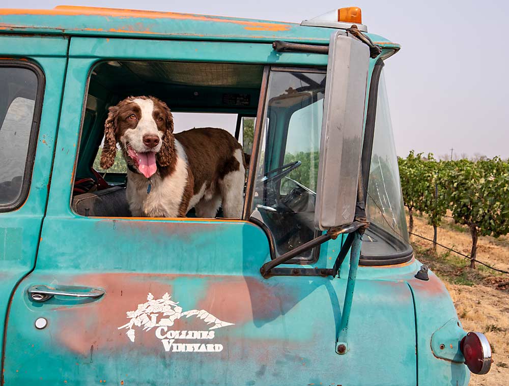 Sorensen’s dog, Magnus, waits in the vineyard truck for crews to finish harvest in a Merlot block. To reduce the risk of spreading phylloxera, certain vehicles are restricted to the vineyard and outside vehicles aren’t allowed. (TJ Mullinax/Good Fruit Grower)