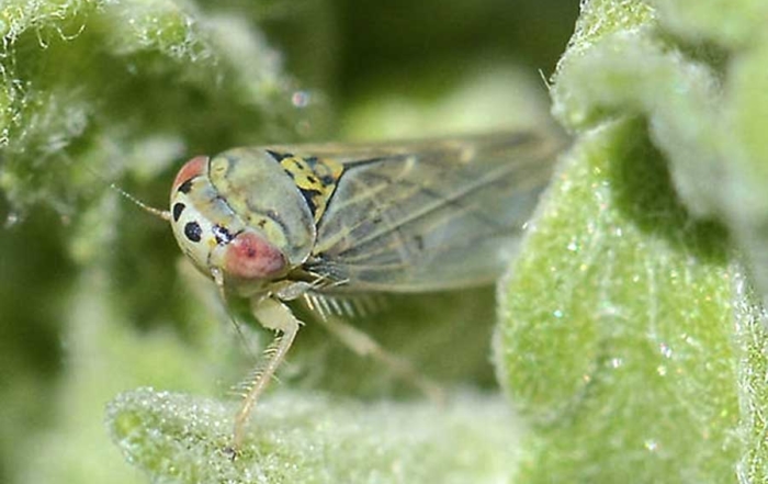 A Colladonus geminatus leafhopper. Researchers have found this species of leafhopper can carry Western X, a pathogen linked to little cherry disease. (Courtesy Tamara Feenstra)