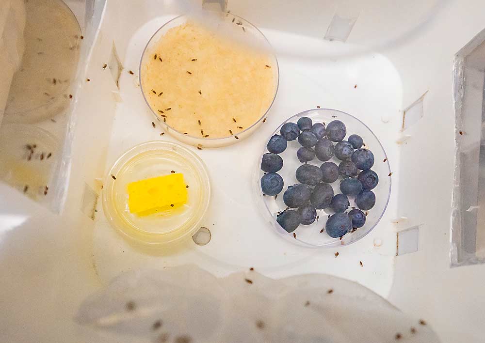 In Oregon, entomologists have found another spotted wing drosophila biocontrol, Pachycrepoideus vindemmiae. U.S. Department of Agriculture entomologist Jana Lee is studying the tiny parasitic wasps, which were held in this cage with SWD in her lab in July. (TJ Mullinax/Good Fruit Grower)