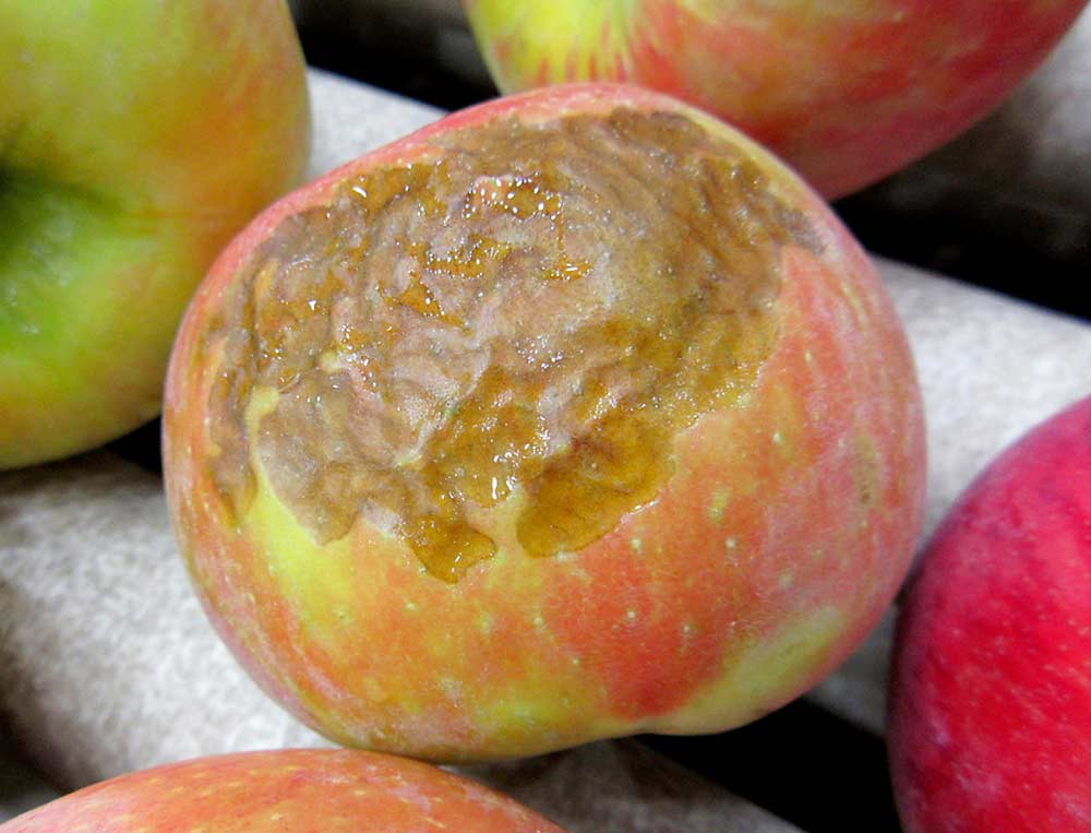 Leather blotch, also known as lenticel blotch, on Honeycrisp in Yakima, Washington, in 2016. Leather blotch, lenticel breakdown and other heat-related disorders are becoming more of a problem in Michigan, according to Michigan State University postharvest physiologist Randy Beaudry. (Randy Beaudry/Michigan State University)