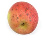 A skin disorder of apples, lenticel breakdown presents as sunken brown circles around small natural openings in the cuticle, called lenticels, as seen here in Honeycrisp. The disorder, long confined to the West, is showing up more frequently in Eastern states. (Randy Beaudry/Michigan State University)