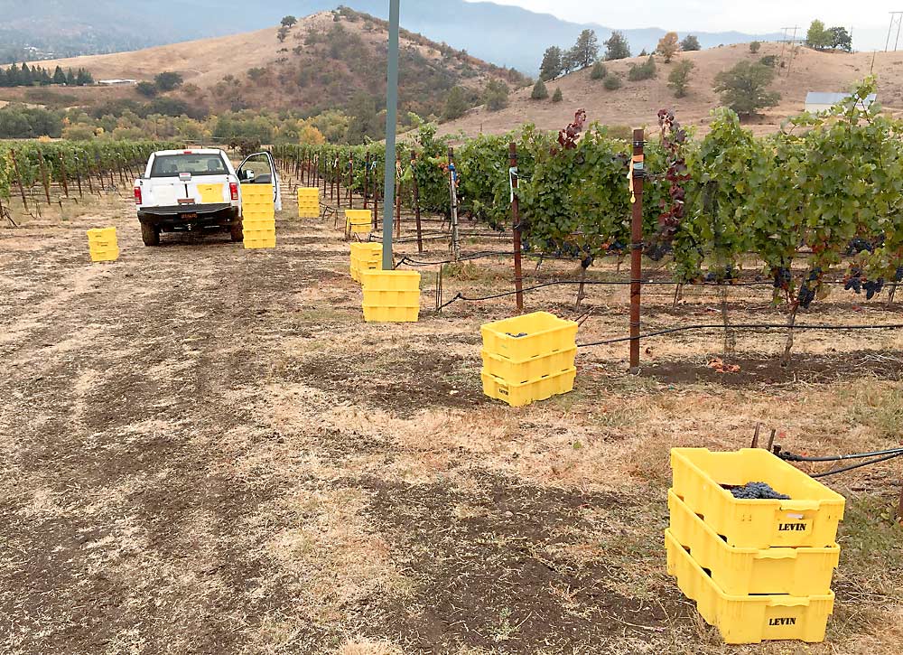 Research trials led by Alexander Levin of Oregon State University’s Southern Oregon Research and Extension Center show that for vines infected with grapevine red blotch virus, deficit irrigation only makes matters worse, as the visual symptoms in the first two rows show. Well-watered vines, seen in the rows farther back with double drip lines, ripen better, Levin said. (Courtesy Alexander Levin/Oregon State University)