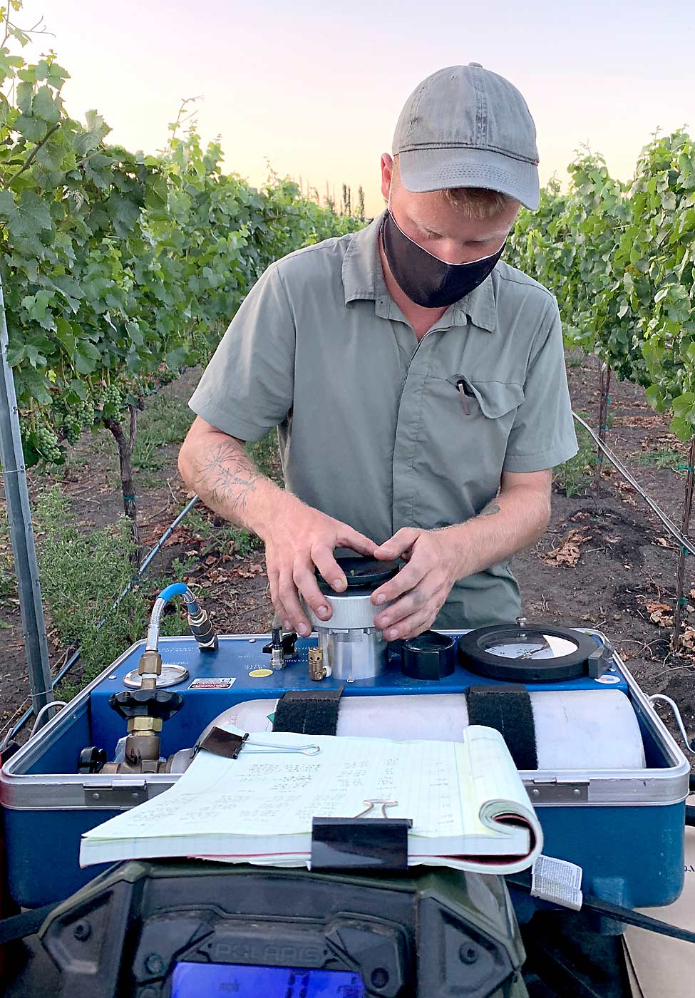 OSU graduate student Cody Copp measures leaf water potential in the vineyard just prior to harvest in 2020. (Courtesy Alexander Levin/Oregon State University)