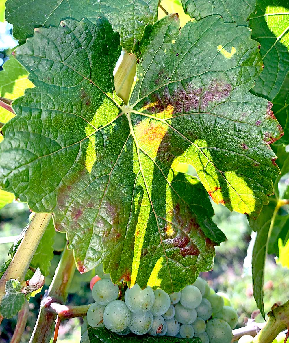 A leaf shows red blotch symptoms — red discoloration that begins in the basal leaves, as seen here before veraison — that can worsen throughout the season. (Courtesy Alexander Levin/Oregon State University)