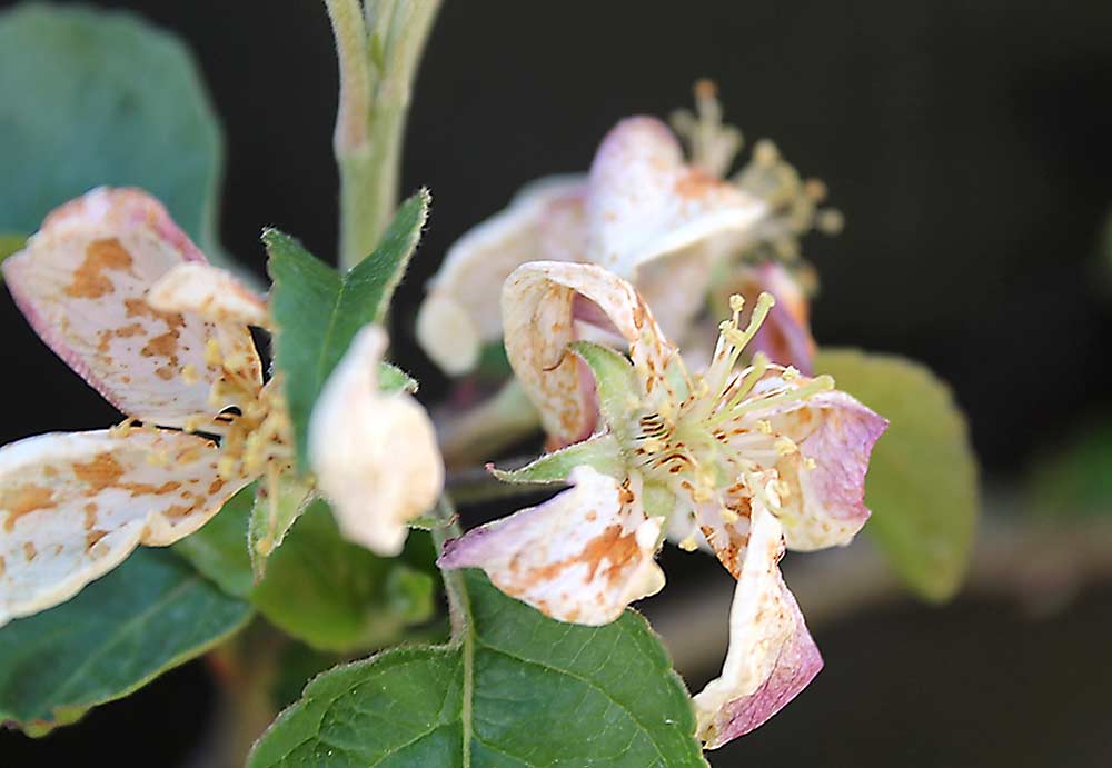 Virginia Tech pomology professor Sherif Sherif and other researchers continue to refine the pollen tube growth model, which helps to time blossom thinning applications. Pictured are apple flowers 24 hours after a liquid lime sulfur treatment, which damages petals and prevents fertilization by inhibiting pollen germination and pollen tube development. (Courtesy Sherif Sherif/Virginia Tech)