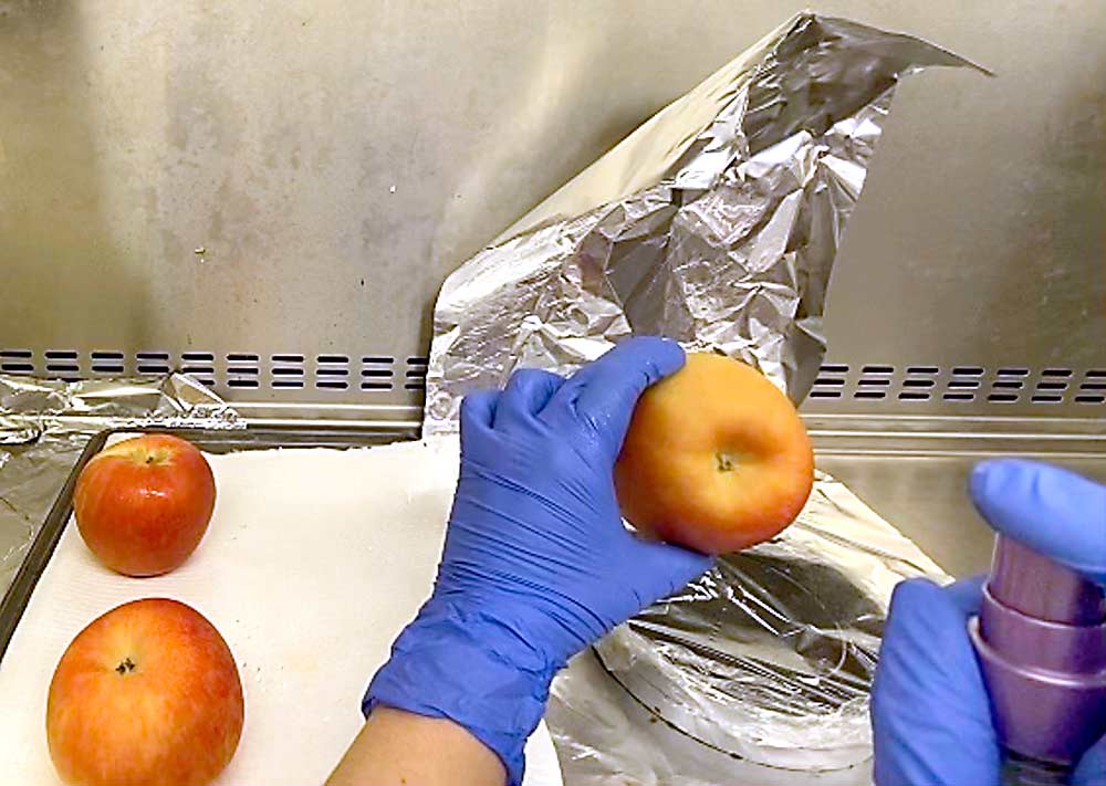 Apples being waxed at a Michigan State University research facility, part of a two-year study searching for listeria trouble points in packing, processing and storage facilities. (Courtesy Michigan State University)