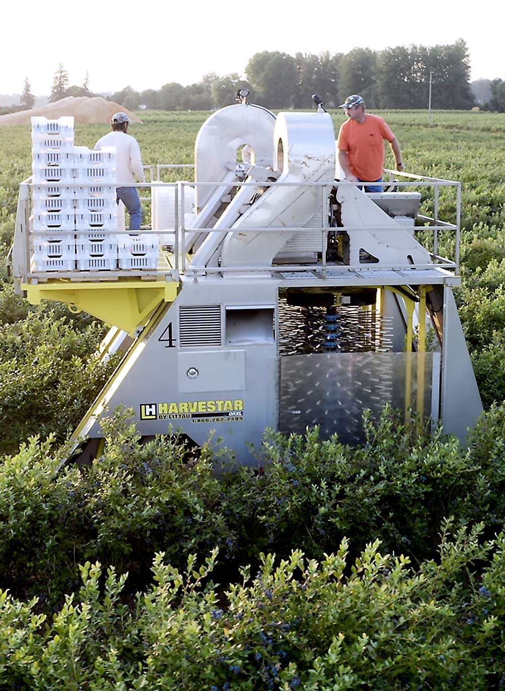 Littau Harvester of Stayton, Oregon, has recently commercialized shaker heads with True Orbit, a technology that wiggles picking tines in a perfect circle, reducing the shock to berries as they detach from the bush. The machine also uses angled catch surfaces to soften the blow. (Courtesy Littau Harvester)