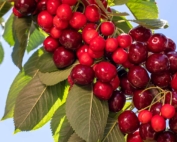 Though not every cherry shows the same severity of little cherry disease symptoms, all the fruit on infected trees can have poor quality. (TJ Mullinax/Good Fruit Grower)