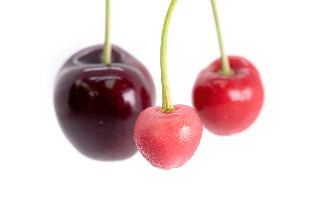 Symptoms of little cherry disease and Western X disease as found in The Dalles, Oregon, in July 2018. (Photo illustration by TJ Mullinax/Good Fruit Grower)