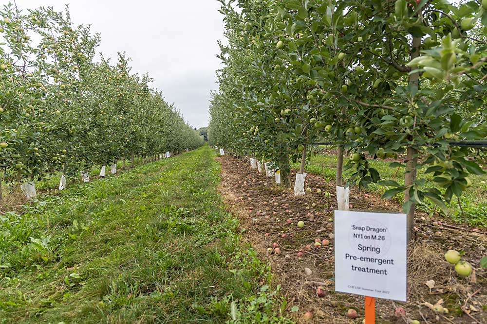 Cornell University scientists conducted a preemergent herbicide trial at Kast Farms in Albion, New York. Results from that study and one in Peru, New York, show that fall is a better time than spring for applying preemergents. (Matt Milkovich/Good Fruit Grower)