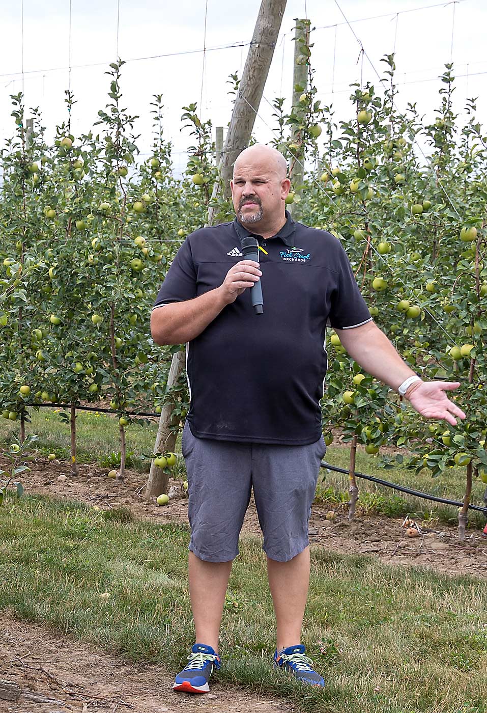 New York grower Jason Woodworth hosted an orchard tour at one of his Honeycrisp blocks in August. He told Good Fruit Grower that his newer Honeycrisp plantings, spaced 11 feet by 2 feet, are trickle irrigated, properly drained and designed for mechanization. (Matt Milkovich/Good Fruit Grower)