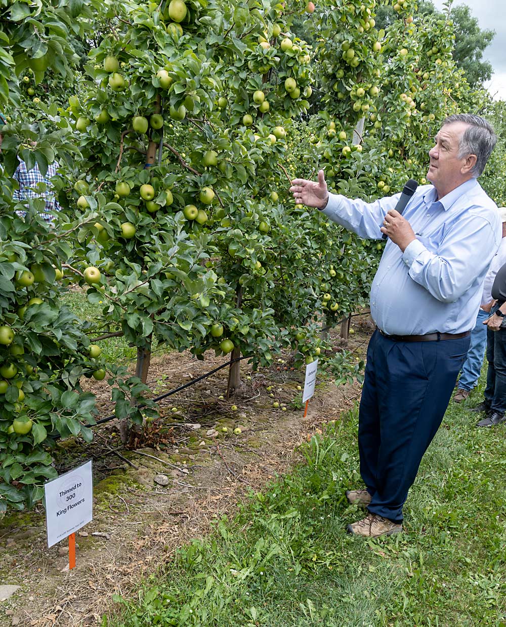 Cornell physiologist Terence Robinson discusses crop load management in a Honeycrisp block at Orchard Dale Fruit Co. in August in Orleans County, New York. Cornell researchers conducted precision pruning trials in the block, seeking to find the best ways to hit the target crop number. (Matt Milkovich/Good Fruit Grower)